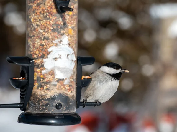 Küçük Tatlı Carolina Chickadee Arka Bahçede Beslenen Balığın Tadını Çıkarıyor — Stok fotoğraf