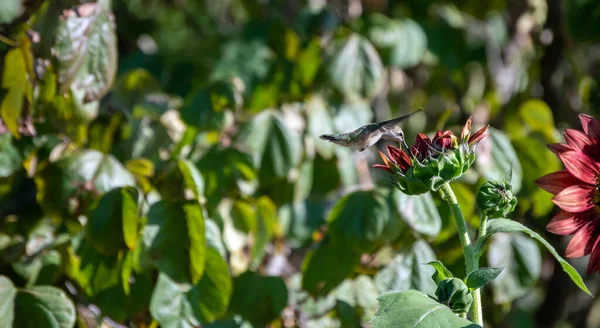 속도로 날갯짓을 벌새는 미주리 주에서 부분적으로 해바라기 중앙에서 영양분을 모으는 — 스톡 사진