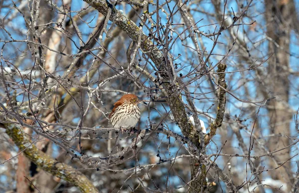 かなり茶色のスラッシャーは ミズーリ州の寒い冬の日に青い空に対して裏庭の木に座っています 鳥は木の枝の絡まった茂みを楽しんでいます ぼけ効果 — ストック写真
