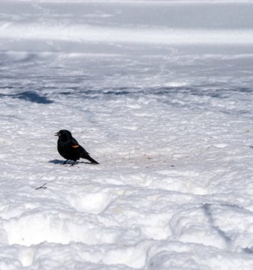 Tek bir kırmızı kanatlı kara kuş Missouri 'de soğuk bir kış gününde soğuk karda tek başına duruyor.. 