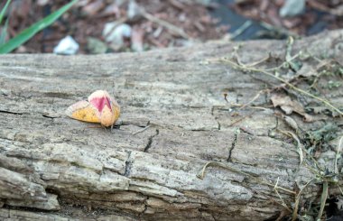 Bokeh geçmişiyle, bu dikenli meşe güvesi güneybatı Missouri 'deki bu çürüyen kütüğün üzerinde huzur içinde oturmaktan memnun görünüyor.. 