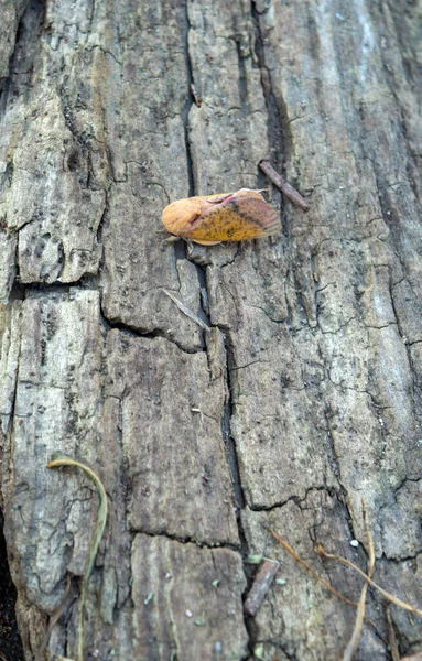 荒く乾燥した古い長い部分に座っているので スパイシーなオーク材の蛾のこのトップダウンビューでかなりの詳細がキャプチャされます ぼけ効果 — ストック写真