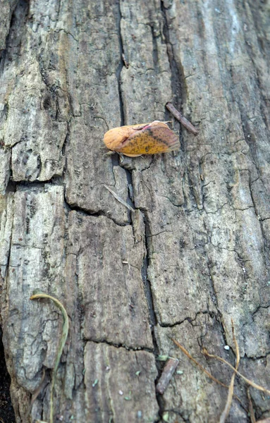 Pretty Detail Captured Top View Spiny Oakwood Moth Sits Rough — Stock Photo, Image