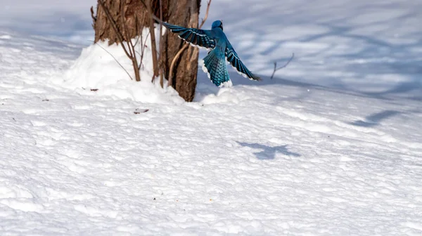 Ein Blauer Eichelhäher Fliegt Einem Strahlend Sonnigen Kalten Tag Missouri — Stockfoto