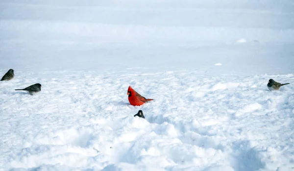 Мужчина Красный Кардинал Вместе Другими Различными Птицами Падальщик Снегу Ищет — стоковое фото