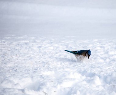 Missouri 'de soğuk bir kış gününde güzel bir mavi karga yiyecek ararken kar tekmeliyor. Bokeh arkaplanı.