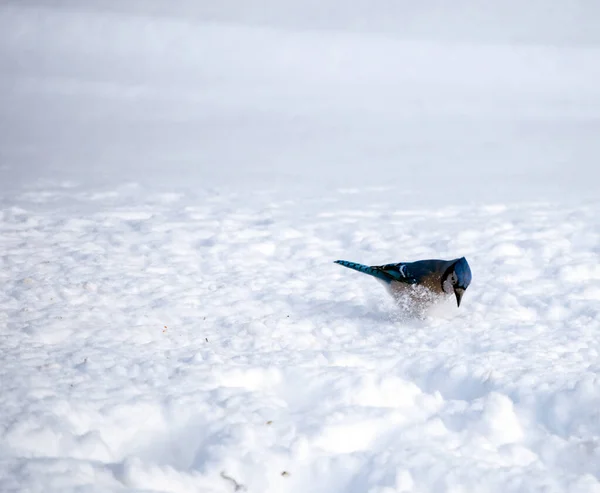 Een Mooie Blauwe Gaai Sneeuw Aan Het Schoppen Zoek Naar — Stockfoto