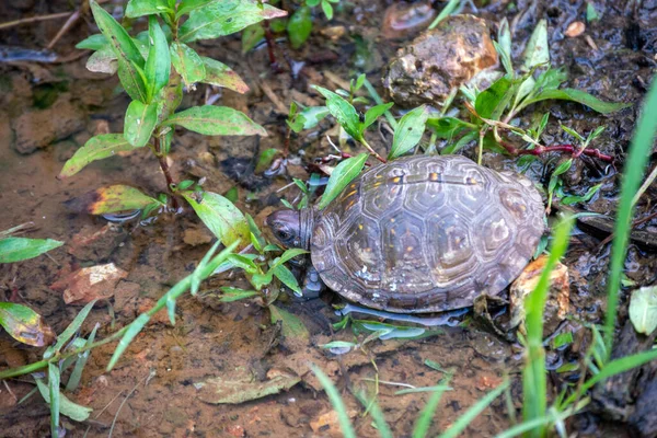 This common box turtle has found a nice puddle of water to enjoy after a rain in Missouri. Bokeh effect.