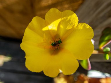 Missouri 'de güneşli bir günde oldukça parlak sarı bir çiçeğin içindeki yeşil karıncaya yakından bakmak gibi. Bokeh etkisi.