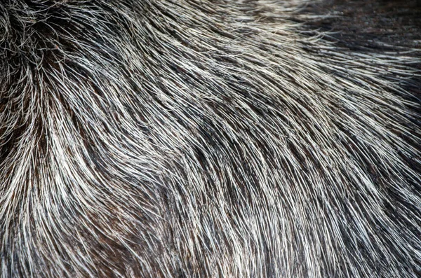 A close up look at the details of black and white dog hair makes a nice texture or background. Bokeh effect.