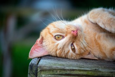 Bir kedinin hangi pozisyona karar vereceğini kimse bilemez. Bu bir piknik masasının üzerinde duruyor. Bokeh etkisi.