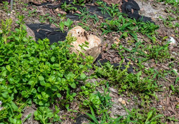 드래곤 플라이는 미주리의 뒷마당 정원에 위에서 일광욕을 있습니다 가볍게 흔들리는 — 스톡 사진