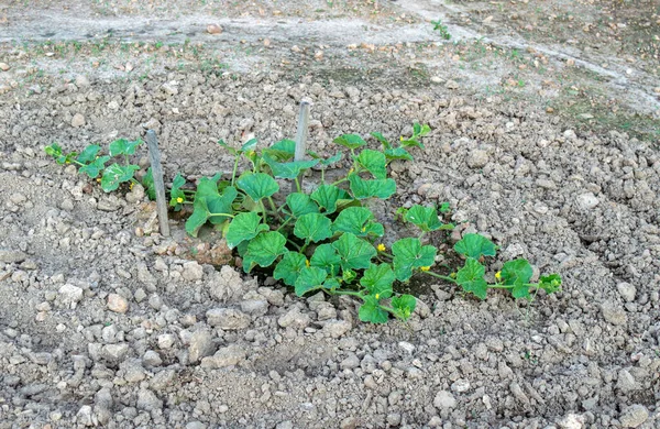 Cantaloupe Parece Ser Única Coisa Que Vai Crescer Neste Jardim — Fotografia de Stock