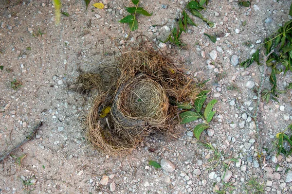 Nid Oiseaux Tomber Son Arbre Atterrir Sur Sol Est Vide — Photo