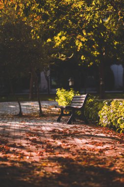 Türkiye 'deki bahçede sonbahar yaprakları ve tek bir bank