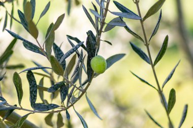 Türkiye 'deki şubede yeşil zeytin panikledi