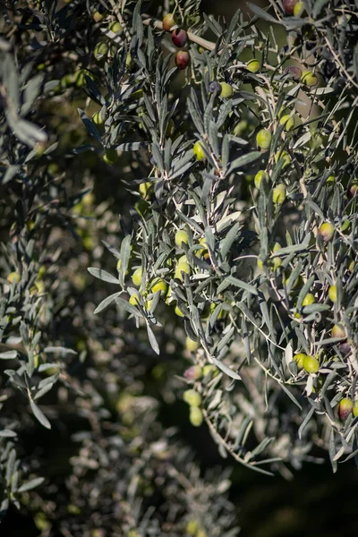 Pannocchie Olive Verdi Nella Filiale Turchia — Foto Stock