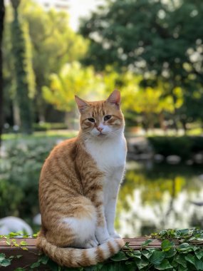 Tekir kedi yemek konteynırıyla bekliyor.