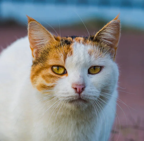 Котячий Портрет Туреччині — стокове фото
