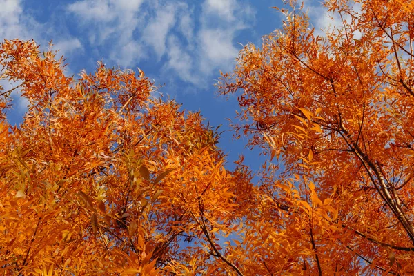土耳其的树上长满了五彩缤纷的秋叶 — 图库照片