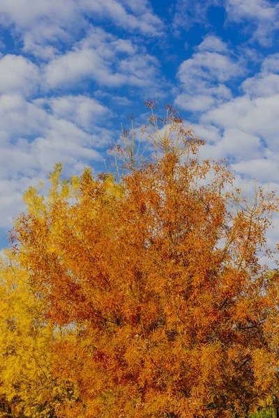 Árvores Cheias Folhas Coloridas Outono Turquia — Fotografia de Stock