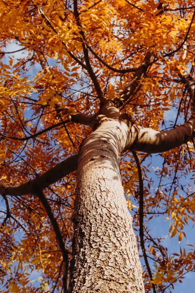 五彩缤纷的秋天树叶点缀的树 — 图库照片