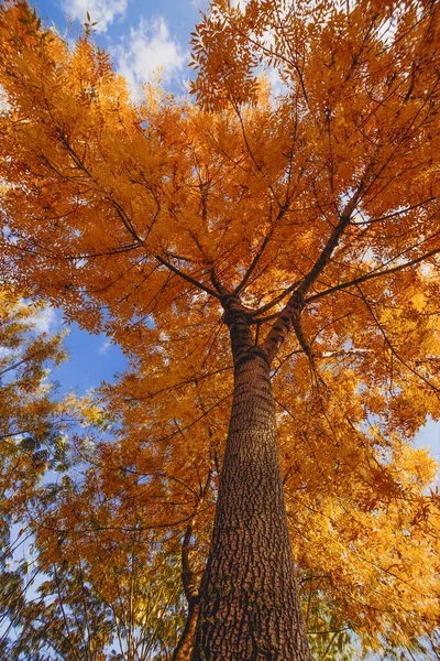 土耳其的树上长满了五彩缤纷的秋叶 — 图库照片