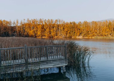 Türkiye 'de renkli sonbahar yapraklarıyla dolu ağaçlar