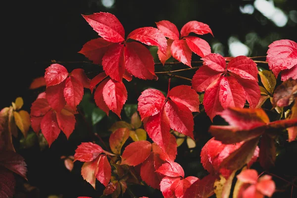 Türkiye 'de yağmura bulanmış kırmızı asma yaprakları