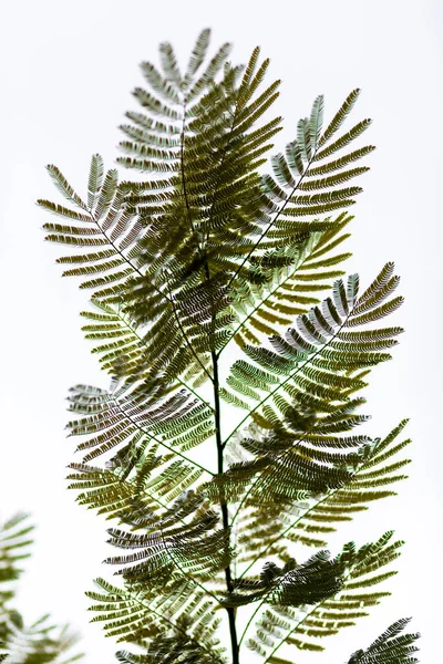 Färska Gröna Blad Dränkta Regn Turkiet — Stockfoto