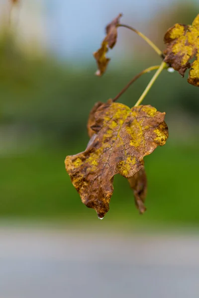 Folhas Amarelas Que Começaram Secar Outono Turquia — Fotografia de Stock