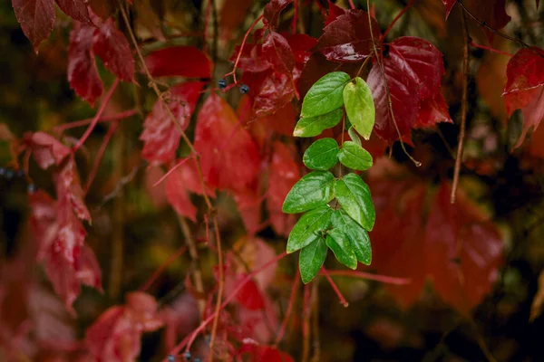 Uma Folha Verde Panícula Frente Folhas Vermelhas — Fotografia de Stock
