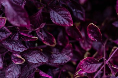 Türkiye 'de yağmurda ıslak mor bir çiçek yaprağı