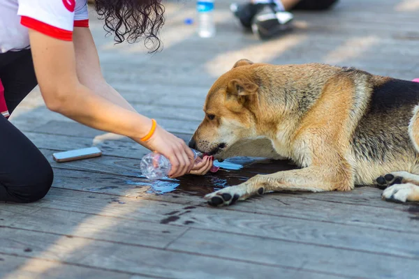 Athlete who made a stray dog drink water in Turkey