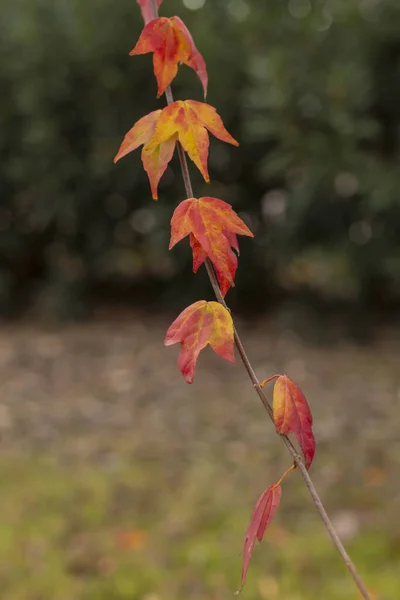 Folhas Bordo Amarelas Cor Vermelha Turquia — Fotografia de Stock