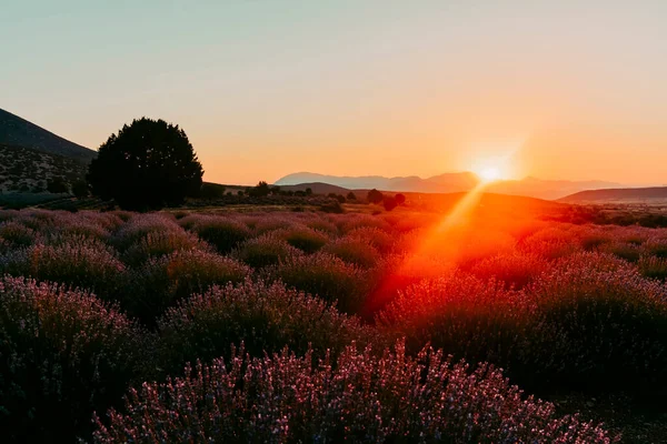 土耳其库尤卡克的薰衣草场和日出时的太阳能灯 — 图库照片