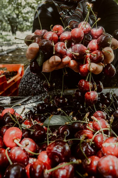 Woman Holding Handful Freshly Picked Cherries Isparta Turkey — Stock Photo, Image