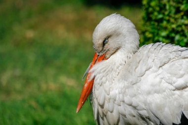 Türkiye 'de ayakta uyuyan beyaz leylek