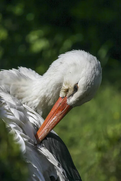 Standing Napping White Stork Turkey — Stock Photo, Image