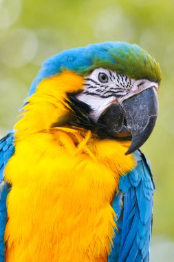 Sarı mavi tüylü bir papağan.