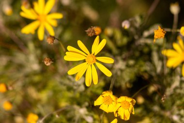 Bahar çiçekleri Yurops, Euryops Pectinatus