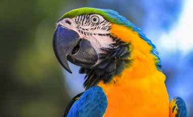 Turuncu mavi tüylü papağan tipi.