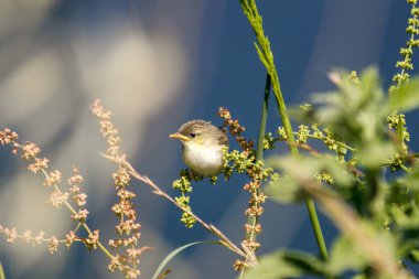 Fantail (Cisticola juncidis), bülbül familyasından küçük bir kuş türü..