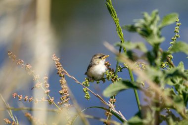 Fantail (Cisticola juncidis), bülbül familyasından küçük bir kuş türü..