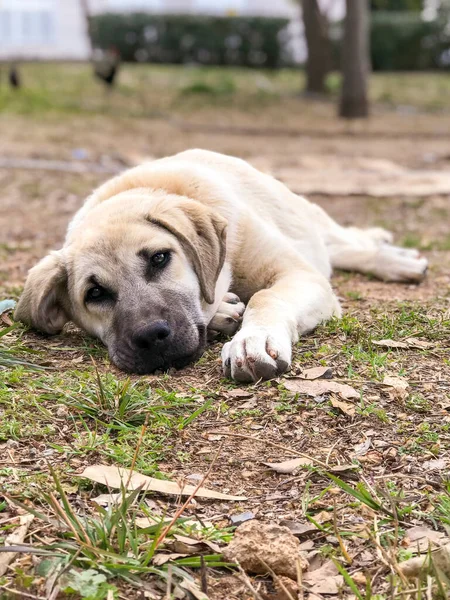 Världsberömd Sivas Kangal Hund Månader Gammal Kvinnlig Valp Turkiet — Stockfoto