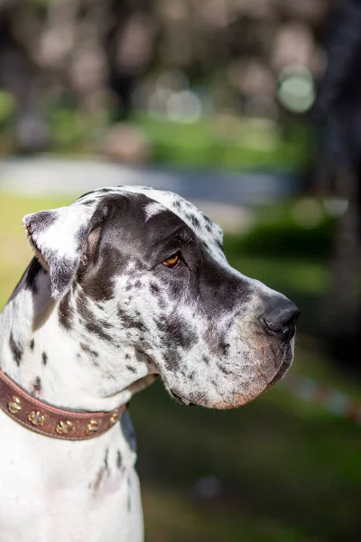 Great Dane Psí Plemeno Vyvinuté Nejméně Před 400 Lety Německu — Stock fotografie