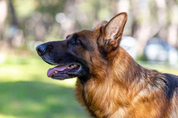 Portrait Wolf Dog Forest — Stock Photo, Image