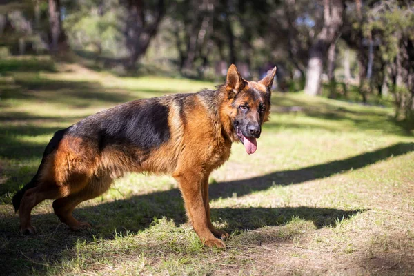 Ormandaki Bir Kurt Köpek Portresi — Stok fotoğraf