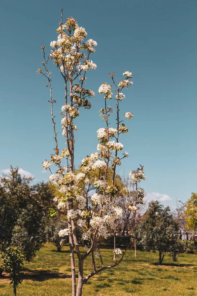 Pêra Árvore Florescendo Primavera — Fotografia de Stock