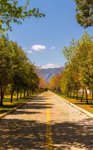 Dlouhá Tenká Dlážděná Cesta Stromy Obou Stranách Turecku — Stock fotografie